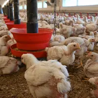 Pour améliorer l’empreinte environnementale, la priorité pour un éleveur consiste à activer les leviers liés à l’alimentation