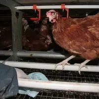 Aviculture / Ã©tat sanitaire des Ã©levages de poules pondeuses / dÃ©pistage de la prÃ©sence de salmonelles / prÃ©lÃ¨vement par