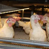 Si les souches blanches et rustiques sont les plus adaptées pour l’allongement de la durée de vie des poules, des leviers exis