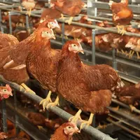 poule pondeuse en volière