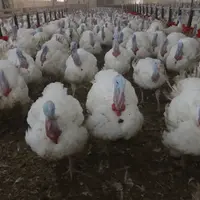 L'Efsa recommande une surface de 0,82 m2 pour un animal de 25 kg.