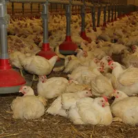 poulet en fin de lot