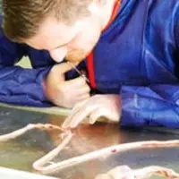 formation coccidiose Elanco