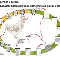 Graphique = Cycle de développement de la coccidieLa coccidie excrétée poursuit son cycle dans le milieu extérieur avant d'
