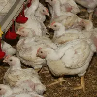 poulet lourd