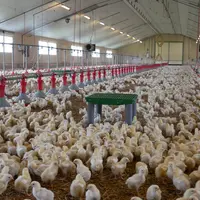Bâtiment jeunes poulets avec plateforme