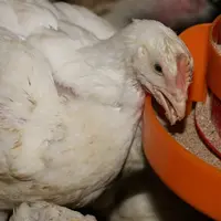 Poulet alimentation
