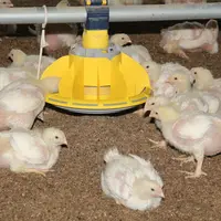 Le Gaévol affiche des marges en franche amélioration en poulet et en dinde