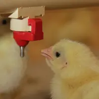 poussin en situation d'abreuvement au démarrage
