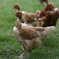 Poulet label rouge cou nu