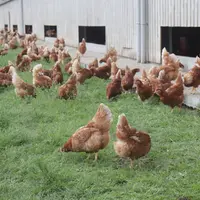En France, la vaccination contre la maladie de Newcastle est fortement recommandée pour les productions plein air.