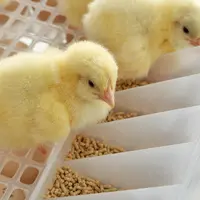 Système HatchCare d'alimentation précoce au couvoir