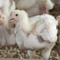poulet bec ouvert