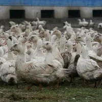 Canards gars prêt à gaver en extérieur en parcours
