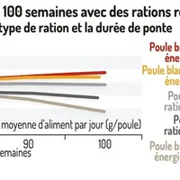 Graphique = La rentabilité augmente jusqu’à 100 semaines avec des rations réduites en énergie.Bénéfice annuel par poule selon