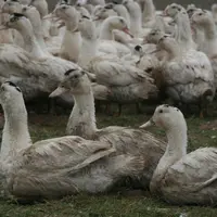 canards prêts-à-gaver