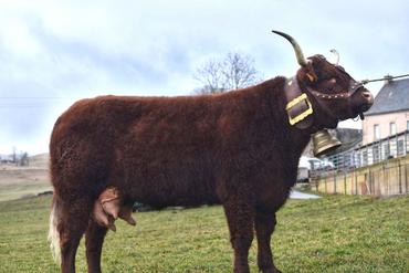 Une vache robe acajou, avec une cloche autour du cou, à l'extérieur.