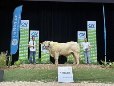 Un taureau charolais présenté par deux éleveur lors d'un concours, avec des drapeaux Région Auvergne Rhône Alpes et Crédit Agricole.