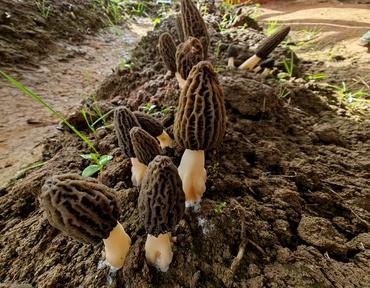 Lot de belles morilles