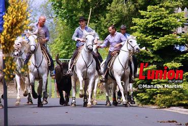 Manade carmagaise dans les rues de Pailherols, dans le Cantal