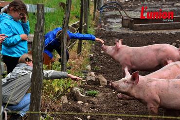 Des enfants nourrissent des cochons dans le Cantal