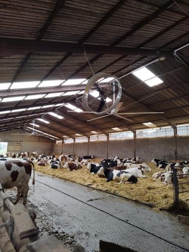 ventilateurs dans une stabulation vaches lalitères
