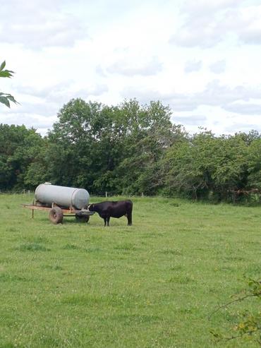 L’accès à une eau de qualité est un préalable indispensable à toute performance zootechnique.