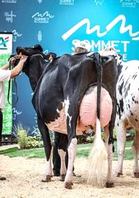 Une vache laitière Prix Holstein présentée lors d'un concours.