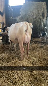 Un vache laitière Prix Holstein sur une aire paillée.