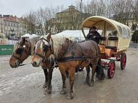 Les balades en calèche toujours très appréciées 