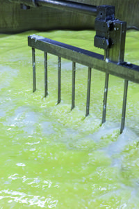 Caillage du lait solidifié par coagulation après ajout de la présure. 