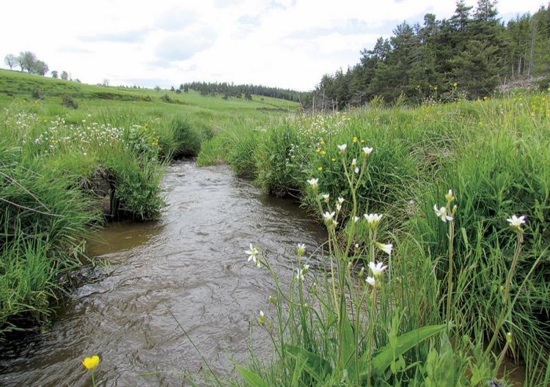 Les zones humides, des lieux intéressants pour l'élevage Agriculture