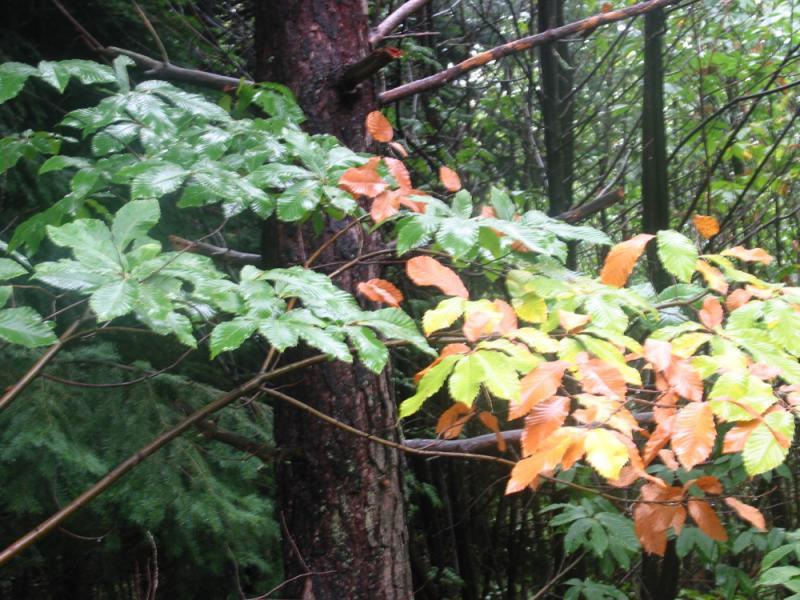 Du potentiel pour le bois de châtaignier Agriculture Massif central PAMAC