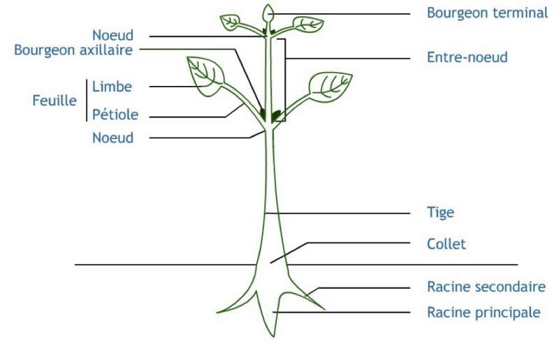 Tige de poinsettia métallique pailletée platine 22