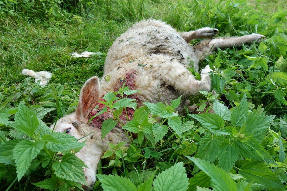The true/false to fully understand wolf defense shots