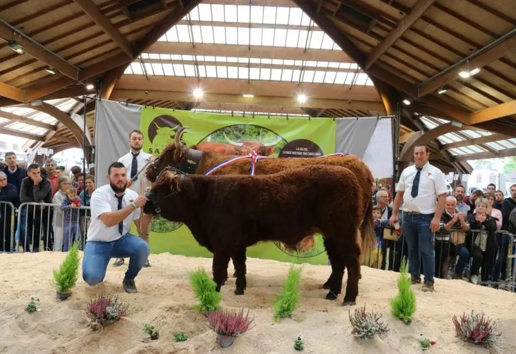 Marylou du Gaec Chavenon devient la nouvelle Championne du National Salers 2022 en Corrèze