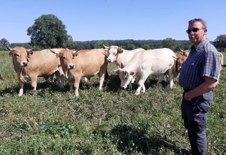 Bœufs en début d’engraissement en septembre dans une prairie de trèfle & fétuque élevée et 1.2Kg de méteil + 0.3 Kg d’épeautre /jour.