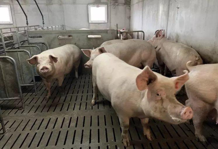 Pour le moment, dans la région, les effectifs de porcs se maintiennent.