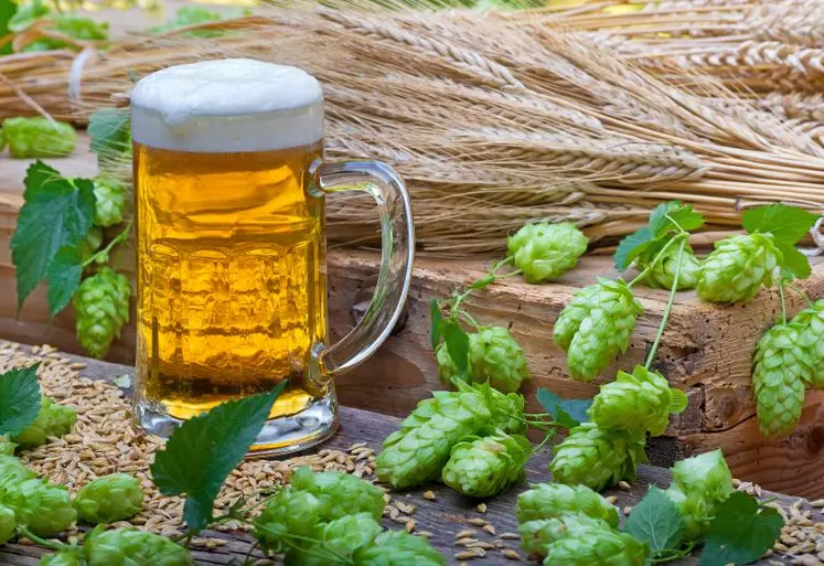 Orge, houblon, eau et levure, il n'en faut pas plus pour faire une bonne bière (l'abus d'alcool est dangereux pour la santé.)