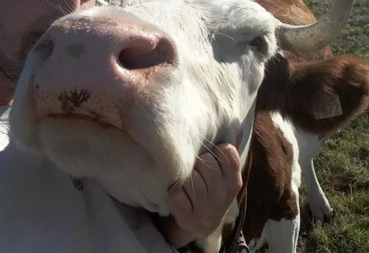 Maxime Delort, jeune éleveur dans le Cantal : « Notre métier, c’est aussi la fierté de travailler et de partager son quotidien avec des bêtes qui savent rendre ce que tu leur donnes. »