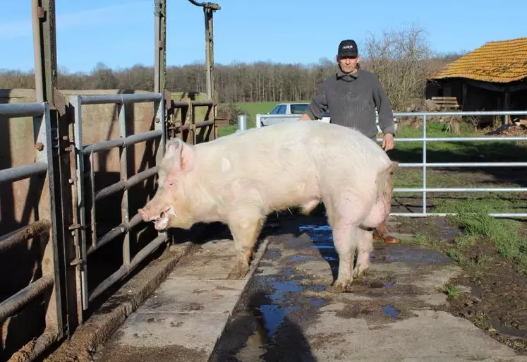 « Junior », porc de race Large White, sera présenté par Alain Petiot au Salon de l'Agriculture.