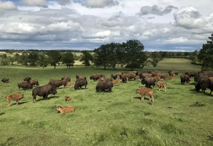 L'exploitation compte environ 350 bisons.