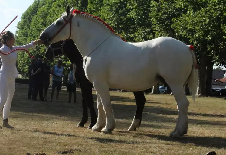 Altesse de Gee, prix de championnat, appartenant à Charline Dumas.