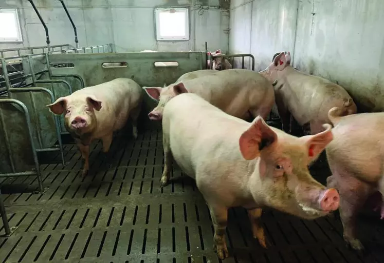 La production porcine conserve une bonne dynamique dans la région.