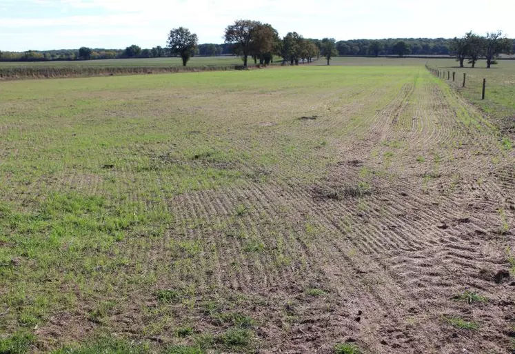 Les prairies resemées à l'été ont eu beaucoup de mal à sortir, inquiétant sérieusement les éleveurs, même les plus organisés.