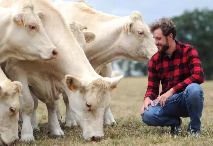 Gauthier Hamot aux côtés de ses vaches de race charolaise au sein d’une parcelle conduite en pâturage tournant.