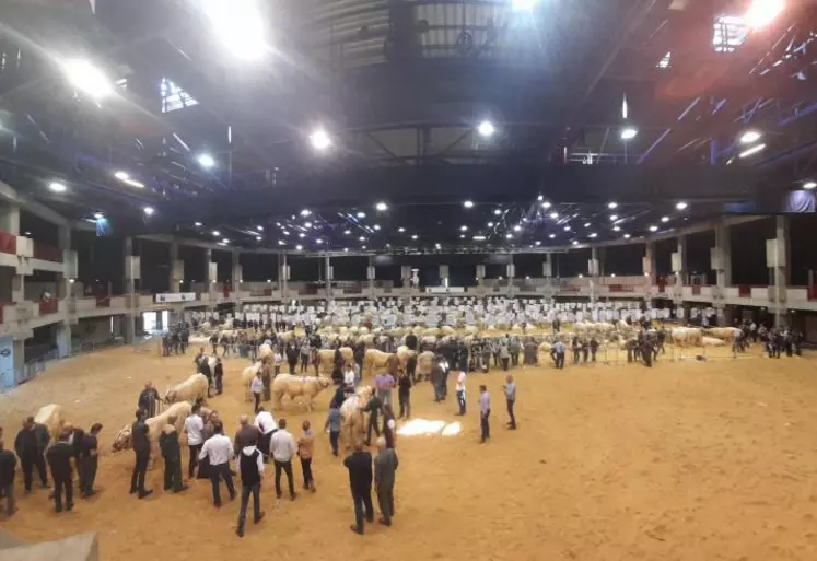 Le concours de reproducteurs charolais s’est déroulé au cœur de la salle de spectacle d’Athanor.