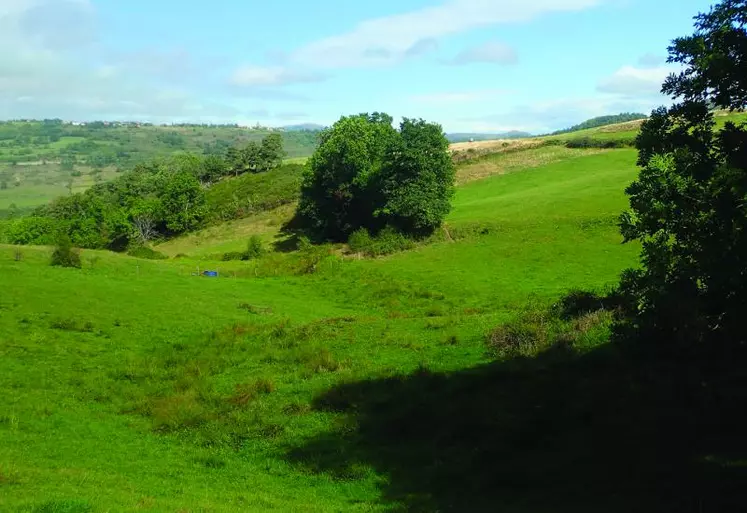 Un fond de prairie humide.