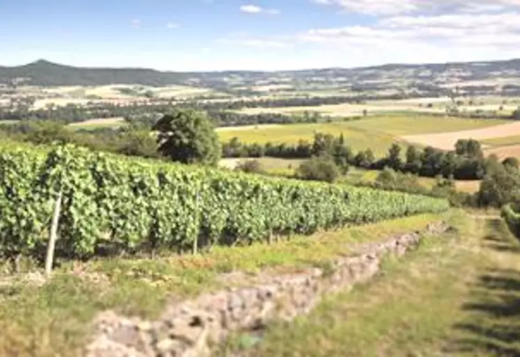 A Boudes, les vignes de Côtes d’Auvergne sont effectivement en pente, ce qui demande aux viticulteurs une technique et des connaissances pointues.