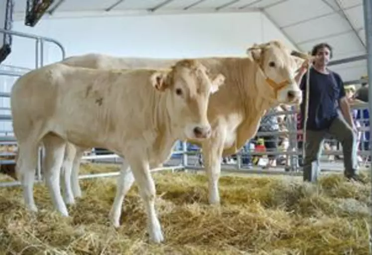 Marc Alezard a exposé l’une de ses vaches et son veau à la Ferme du Massif lors de la Foire Internationale de Cournon. Cette même «diva » participera au concours national de la race au Sommet de l’Elevage du 3 au 5 octobre.